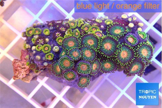 Zoanthus green 2-4 cm WYSIWYG acclimaté