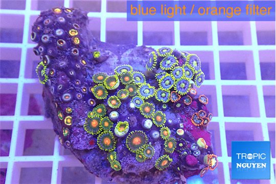 Zoanthus mixed color 4-6 cm WYSIWYG acclimaté