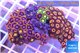 Zoanthus mixed color 4-6 cm WYSIWYG acclimaté