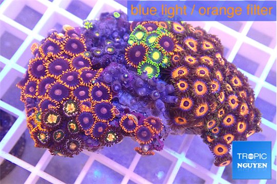 Zoanthus mixed color 4-6 cm WYSIWYG acclimaté