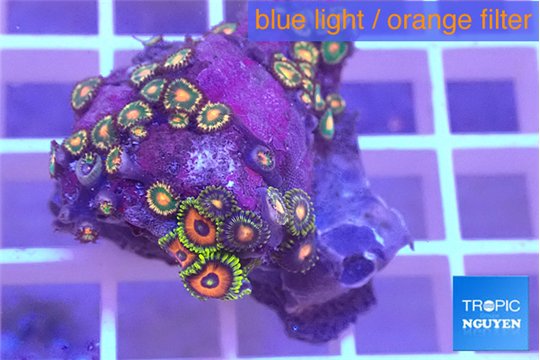 Zoanthus mixed color 1-3 cm WYSIWYG acclimaté