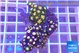 Zoanthus golden fusion 3-4 cm WYSIWYG acclimaté