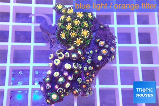 Zoanthus golden fusion 3-4 cm WYSIWYG acclimaté