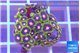 Zoanthus purple green 2-3 cm WYSIWYG acclimaté
