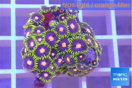 Zoanthus purple green 2-3 cm WYSIWYG acclimaté