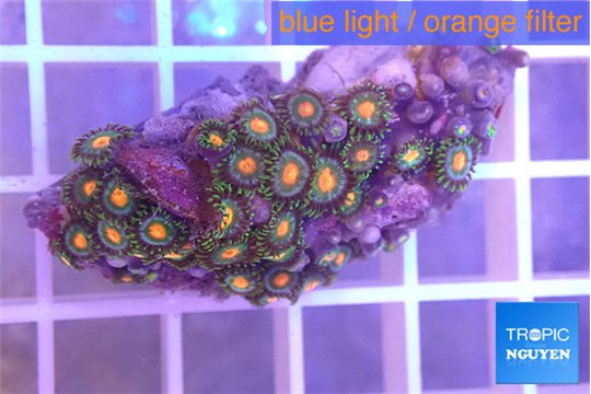 Zoanthus orange green 3-4 cm WYSIWYG acclimaté