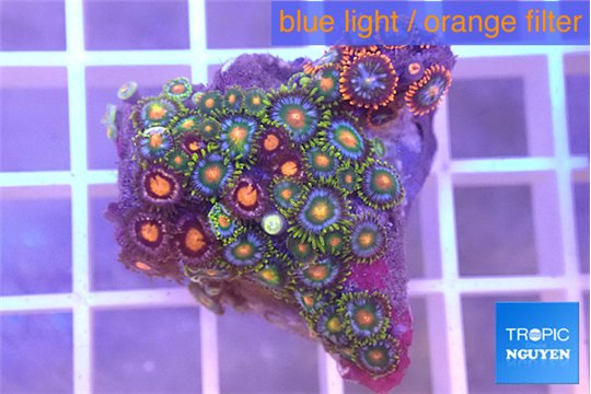 Zoanthus mixed color 2-3 cm WYSIWYG acclimaté