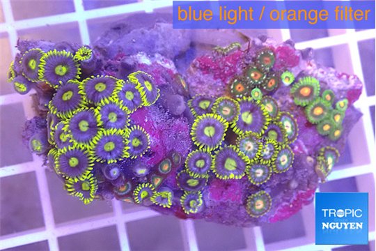 Zoanthus magician blue 3-5 cm WYSIWYG acclimaté