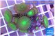 Palythoa neon green 3-5 cm WYSIWYG acclimaté