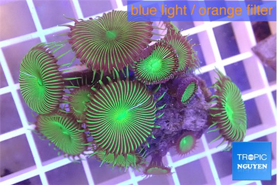 Palythoa neon green 3-5 cm WYSIWYG acclimaté