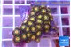 Zoanthus golden fusion 3-4 cm WYSIWYG acclimaté