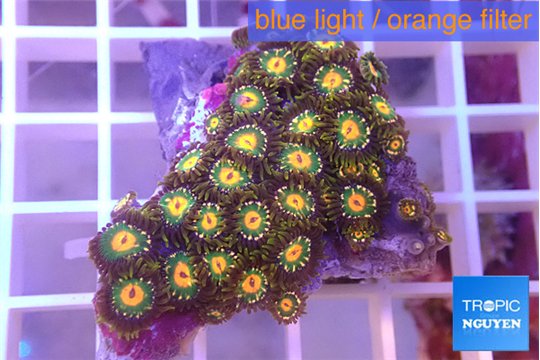 Zoanthus golden fusion 3-4 cm WYSIWYG acclimaté