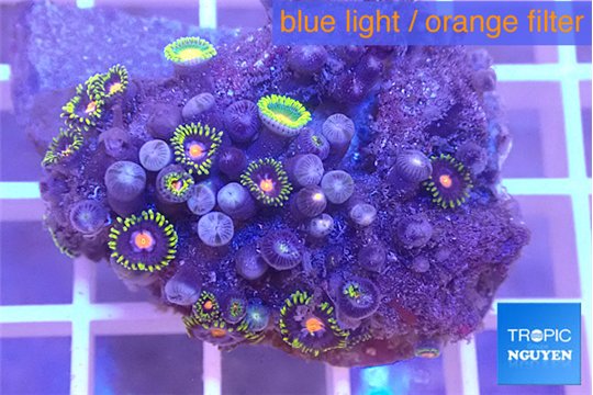 Zoanthus mixed color 2-4 cm WYSIWYG acclimaté