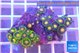 Zoanthus mixed color 2-4 cm WYSIWYG acclimaté