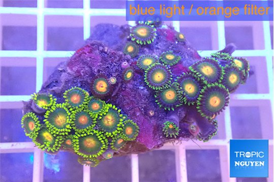 Zoanthus mixed color 2-4 cm WYSIWYG acclimaté