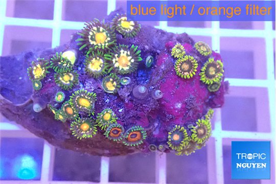 Zoanthus golden fusion 3-4 cm WYSIWYG acclimaté