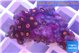 Zoanthus red small polyps 2-3 cm WYSIWYG acclimaté