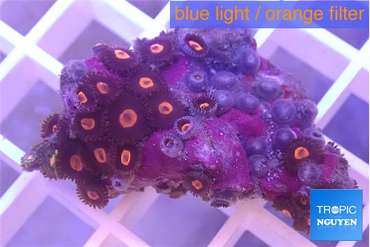 Zoanthus red small polyps 2-3 cm WYSIWYG acclimaté