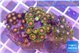 Zoanthus mixed color 2-4 cm WYSIWYG acclimaté