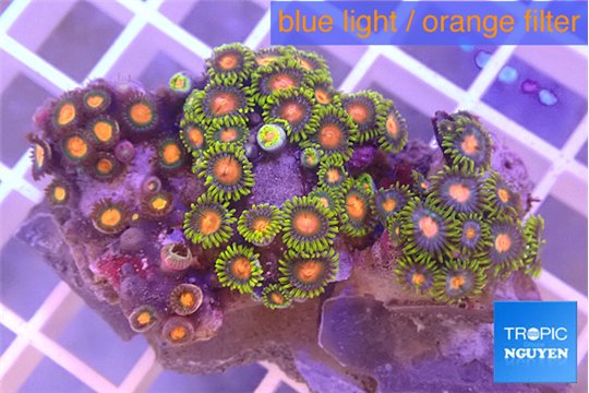 Zoanthus mixed color 2-4 cm WYSIWYG acclimaté