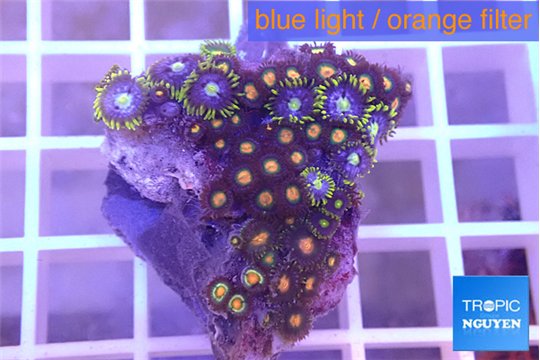 Zoanthus mixed color 3-4 cm WYSIWYG acclimaté