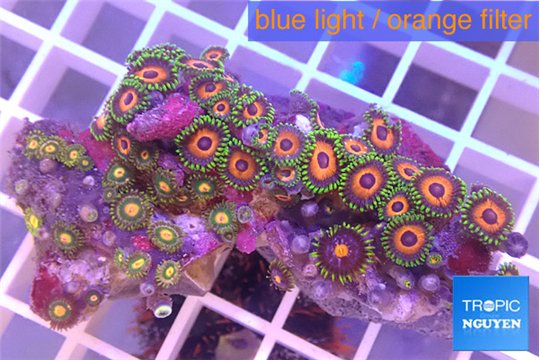 Zoanthus mixed color 3-5 cm WYSIWYG acclimaté