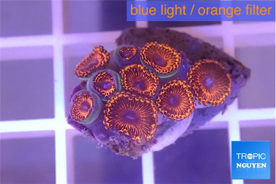 Zoanthus red bam bam 1-2 cm WYSIWYG acclimaté