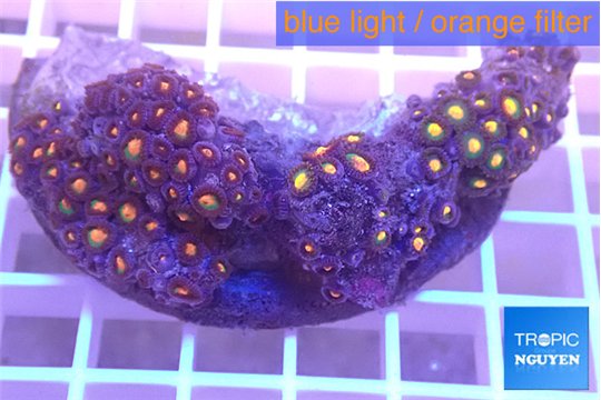 Zoanthus mixed color 5-6 cm WYSIWYG acclimaté