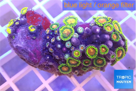 Zoanthus orange green 4-5 cm WYSIWYG acclimaté