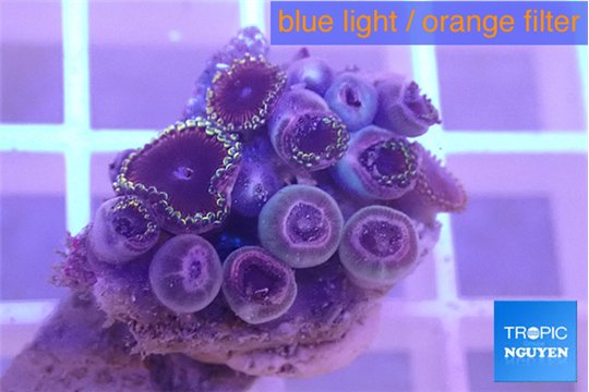 Zoanthus pink diamond 1-3 cm WYSIWYG acclimaté