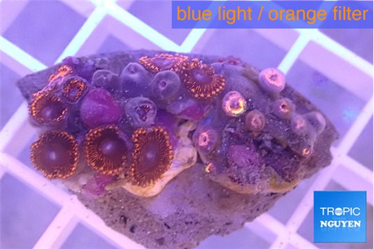 Zoanthus red 2-4 cm WYSIWYG acclimaté