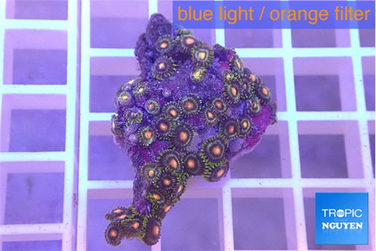 Zoanthus orange purple 2-4 cm WYSIWYG acclimaté