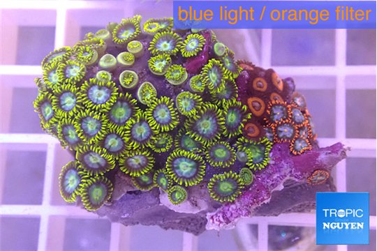 Zoanthus mixed color 3-4 cm WYSIWYG acclimaté