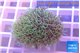Pachyclavularia green 2-4 cm WYSIWYG acclimaté