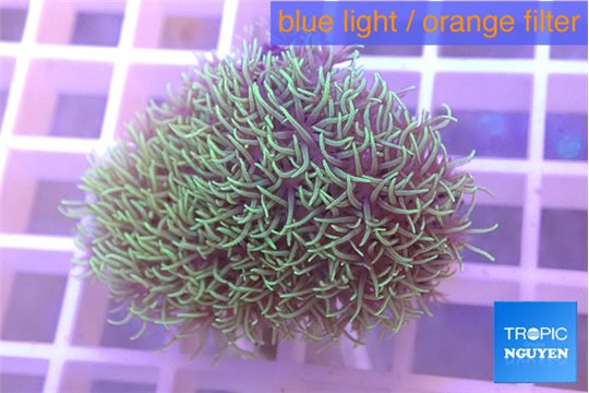 Pachyclavularia green 2-4 cm WYSIWYG acclimaté