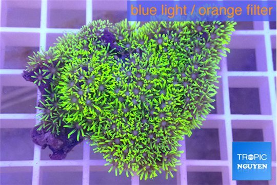 Pachyclavularia neon green 3-4 cm WYSIWYG acclimaté