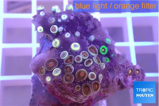 Zoanthus orange 2-4 cm WYSIWYG acclimaté