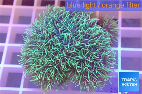 Pachyclavularia green 2-4 cm WYSIWYG acclimaté