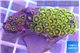Zoanthus neon green 3-4 cm WYSIWYG acclimaté