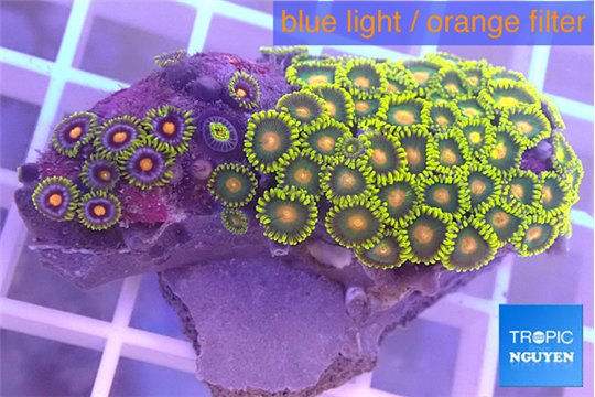 Zoanthus neon green 3-4 cm WYSIWYG acclimaté