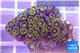 Zoanthus purple green 3-4 cm WYSIWYG acclimaté