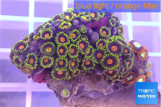 Zoanthus purple green 3-4 cm WYSIWYG acclimaté