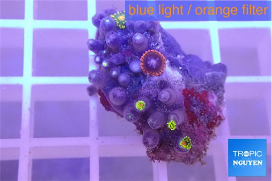 Zoanthus mixed color 1-2 cm WYSIWYG acclimaté