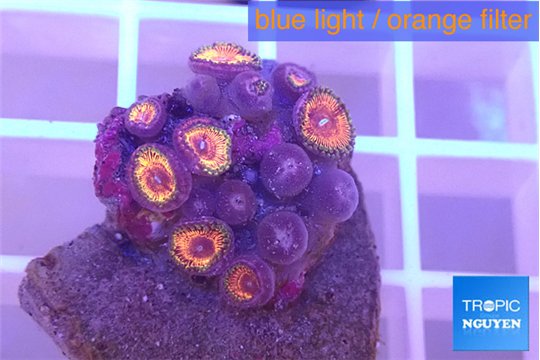 Zoanthus premium 1-2 cm WYSIWYG acclimaté