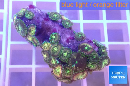 Zoanthus green 2-4 cm WYSIWYG acclimaté