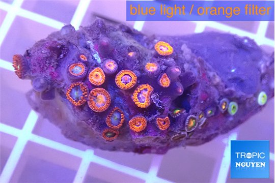 Zoanthus red blue 3-4 cm WYSIWYG acclimaté