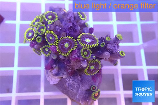 Zoanthus magician blue 2-4 cm WYSIWYG acclimaté