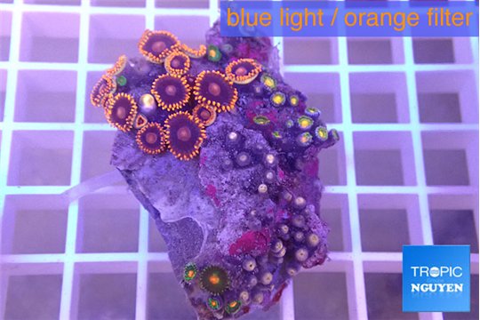 Zoanthus mixed color 3-4 cm WYSIWYG acclimaté