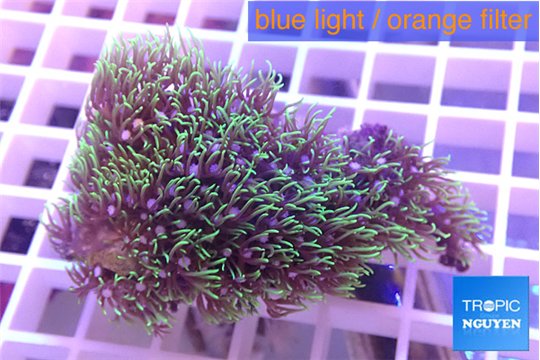 Pachyclavularia green 3-5 cm WYSIWYG acclimaté