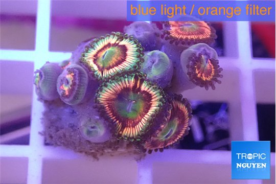 Zoanthus premium 1-2 cm WYSIWYG acclimaté